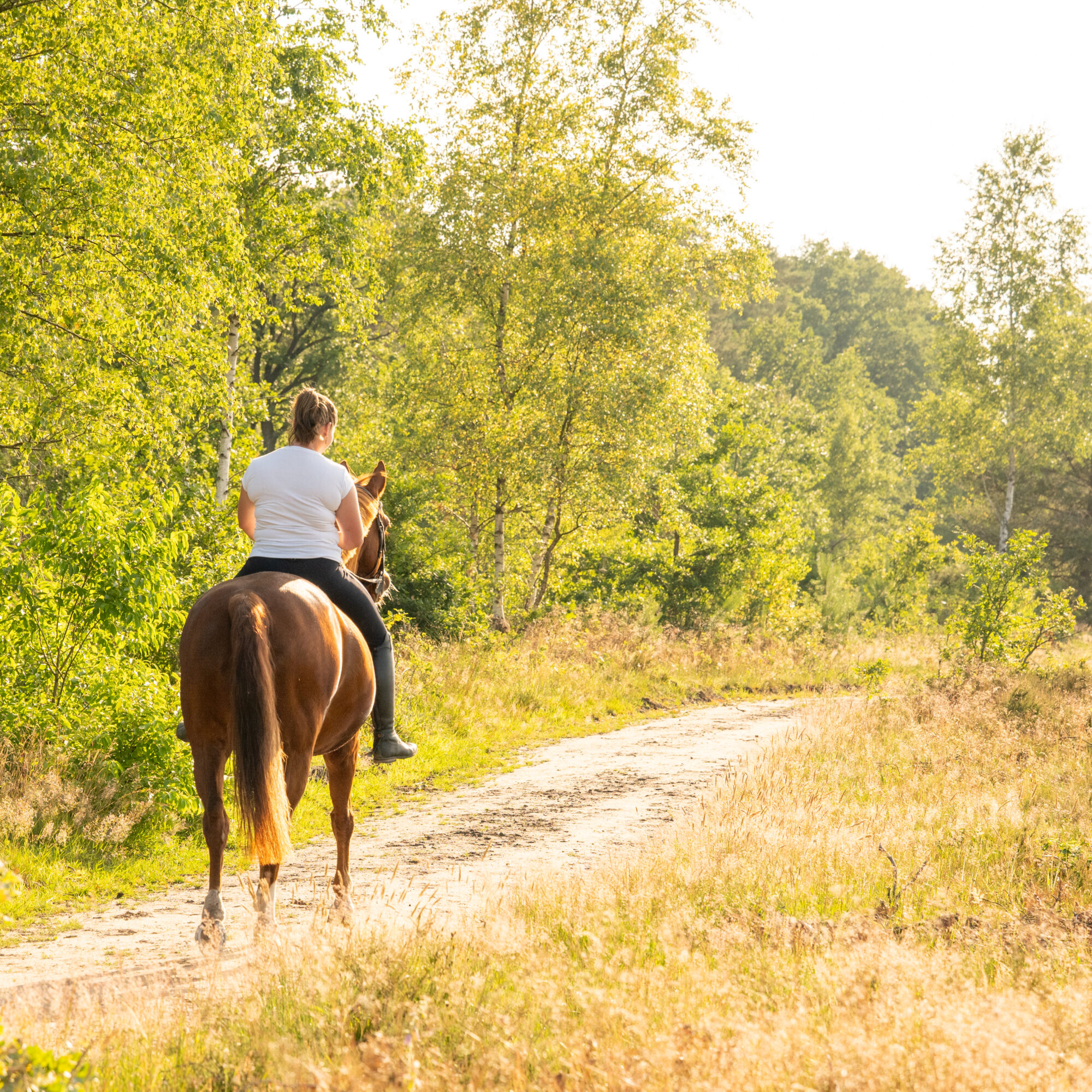 Wouter van Middendorp fotografie, horse, paard (11)