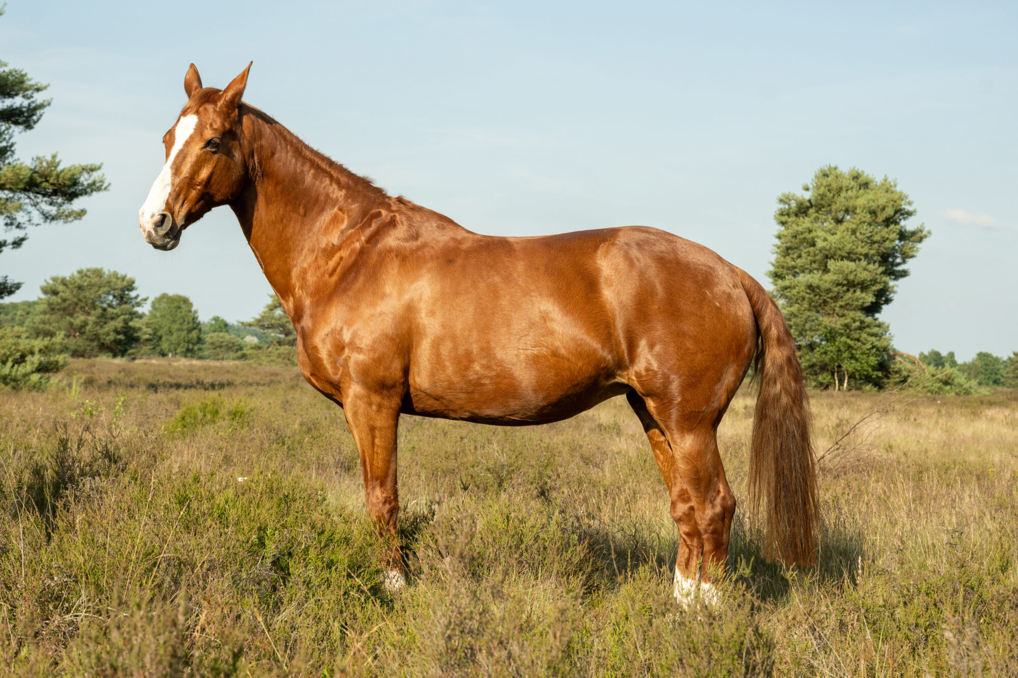 Wouter van Middendorp fotografie, horse, paard (2)